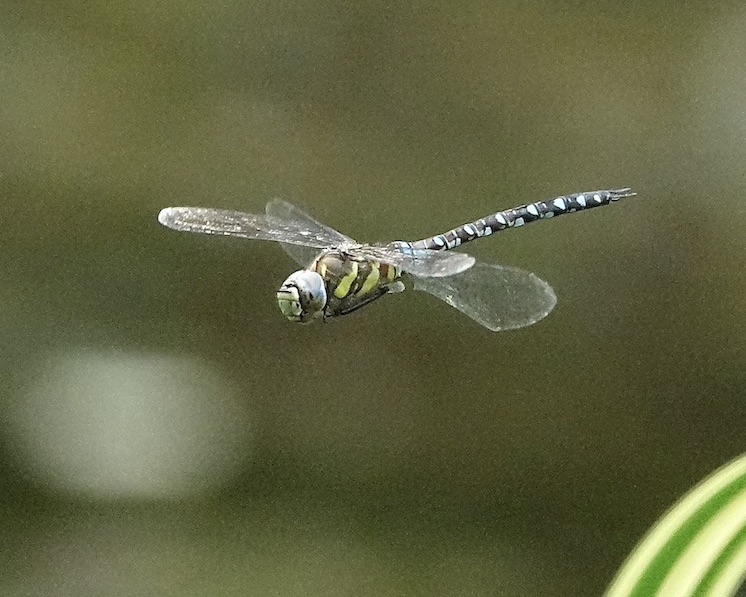 migrant hawker